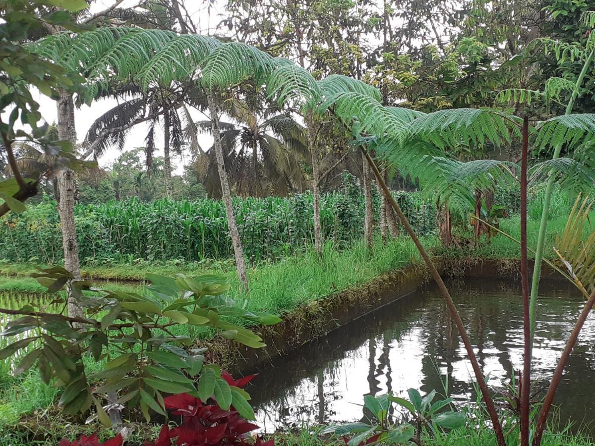 Eltari Homestay Tetebatu Buitenkant foto